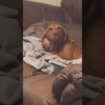 Moochie Vizsla Viral Video