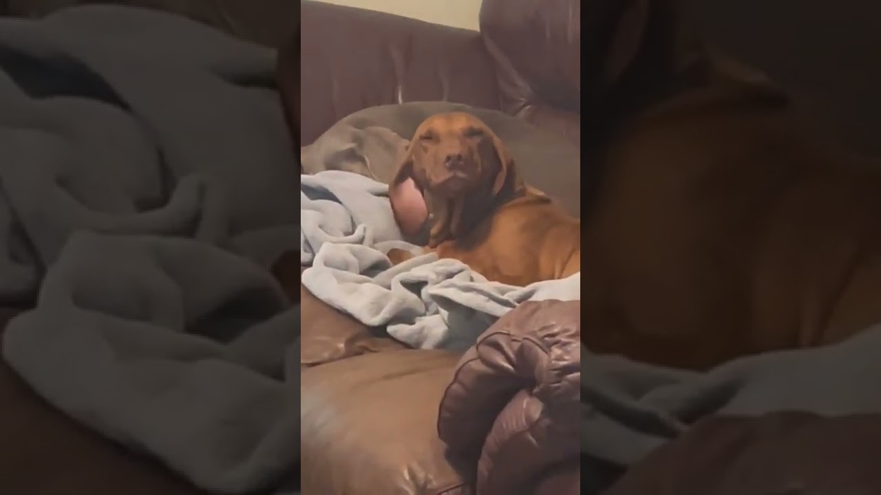 Moochie Vizsla Viral Video