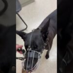 Peanut dog viral video