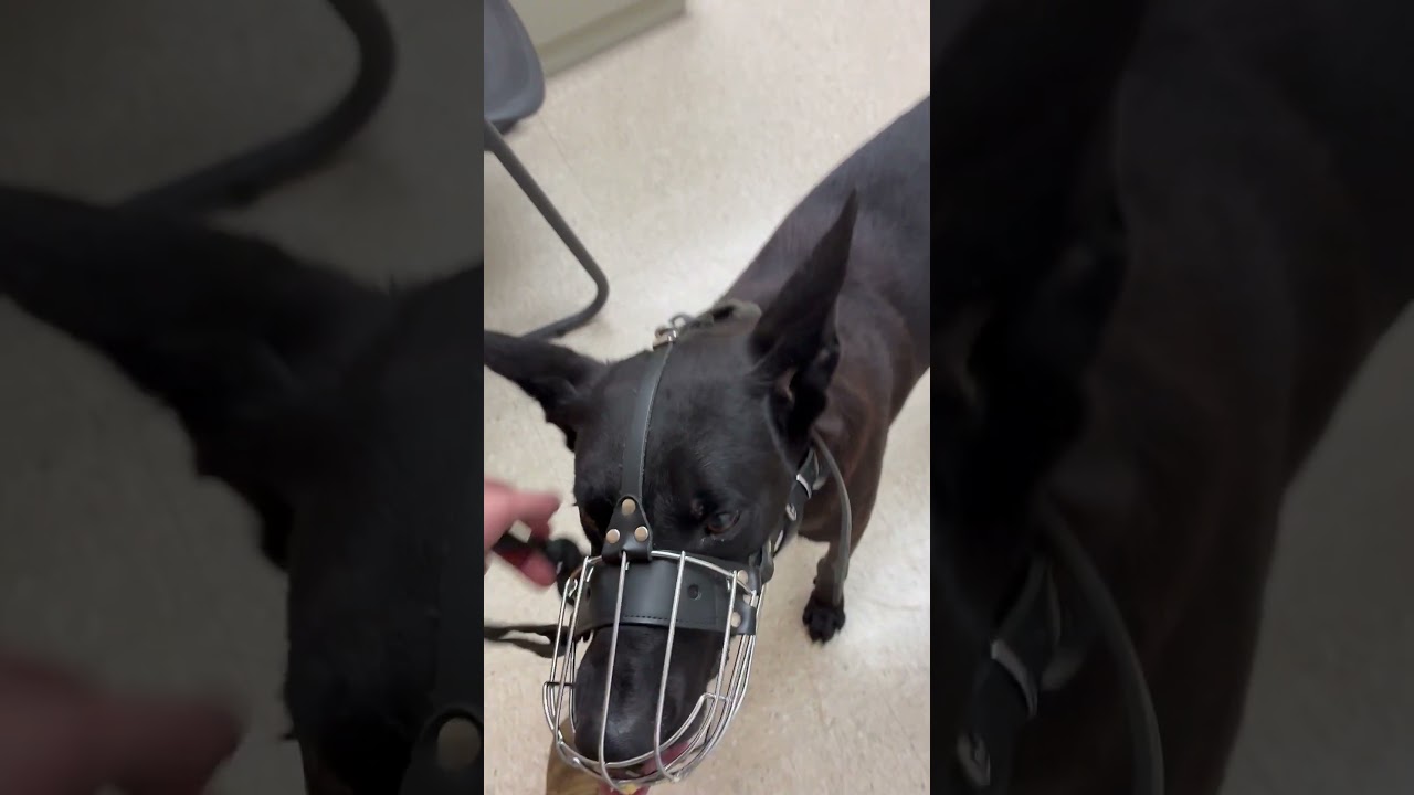 Peanut dog viral video