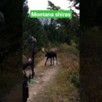 Viral Moose Video Captivates Montana Residents and Beyond