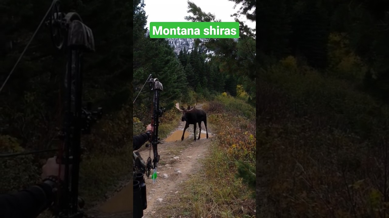 Viral Moose Video Captivates Montana Residents and Beyond